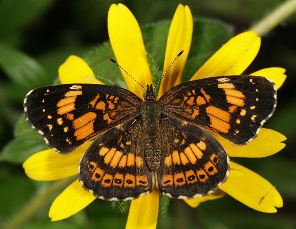 Image of Patches, Checkerspots