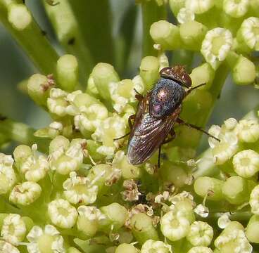 Image of Rhyncomya