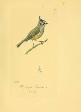 Image of Tufted Tit-Tyrant