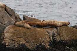 Image of northerns sea lions