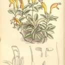 Image of Aeschynanthus andersonii C. B. Clarke