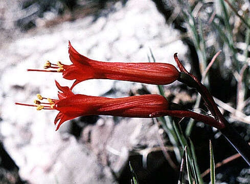 Image of Phycella herbertiana Lindl.