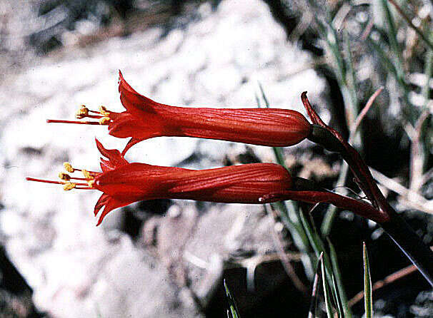 Image of Phycella