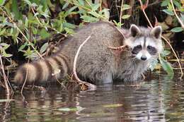 Image of raccoons