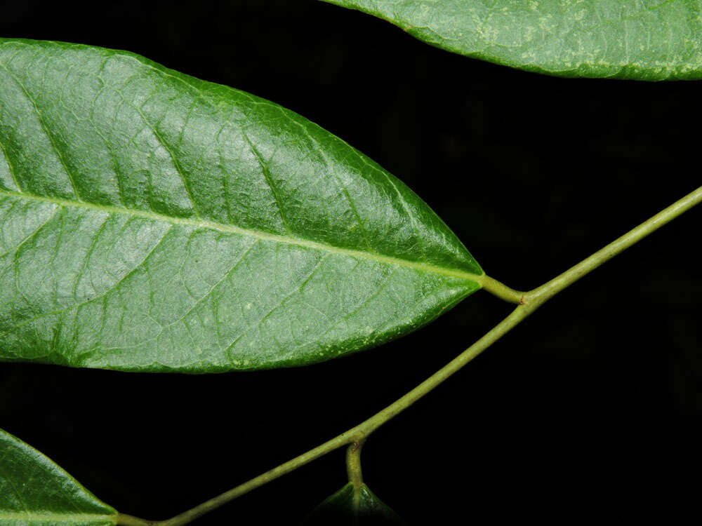 Image de Phyllanthus skutchii Standl.