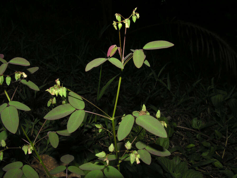 Image of Oxalis microcarpa Benth.