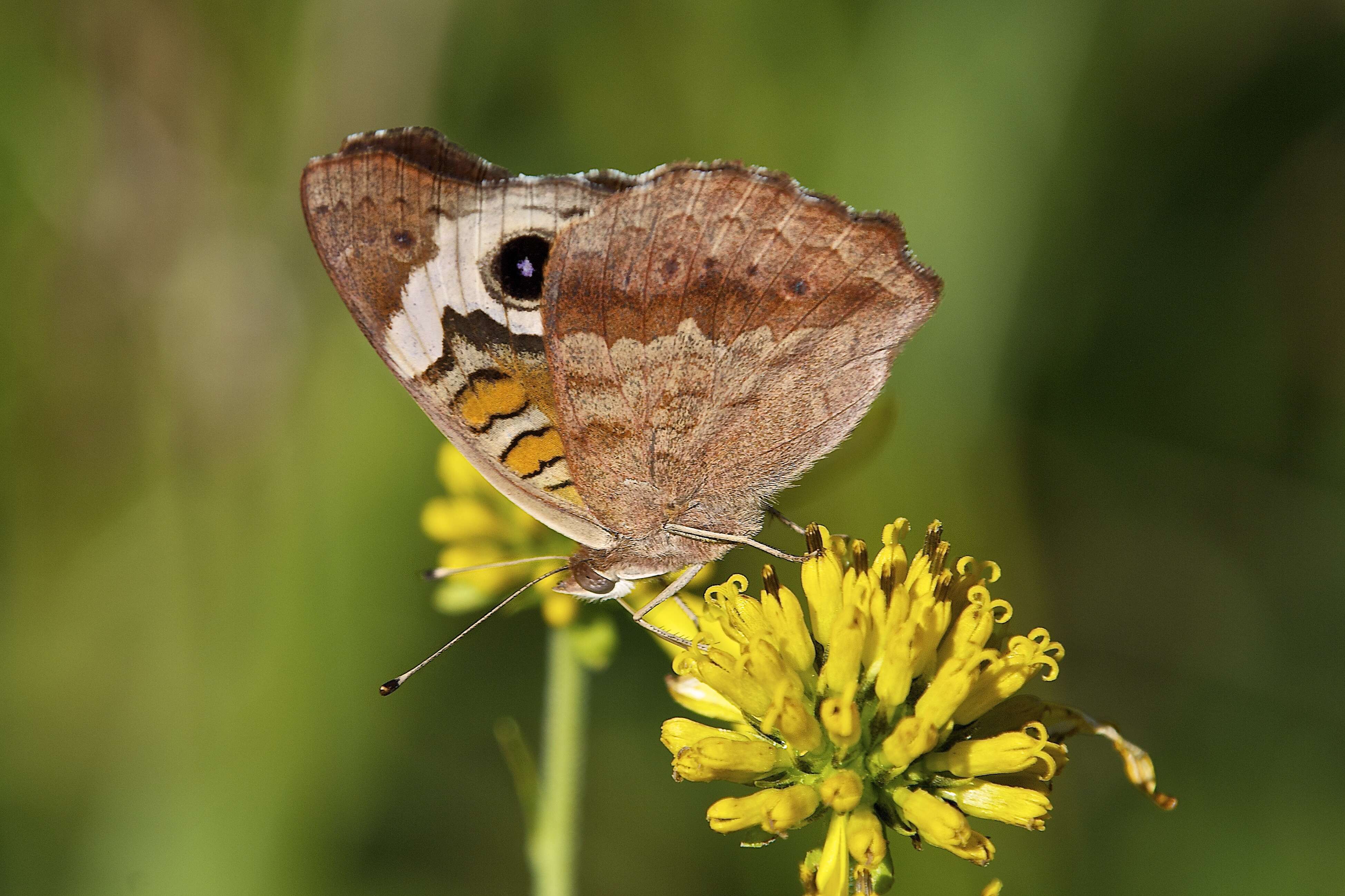 Image of Common buckeye