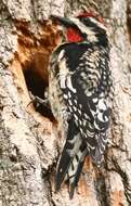 Image of Sapsucker