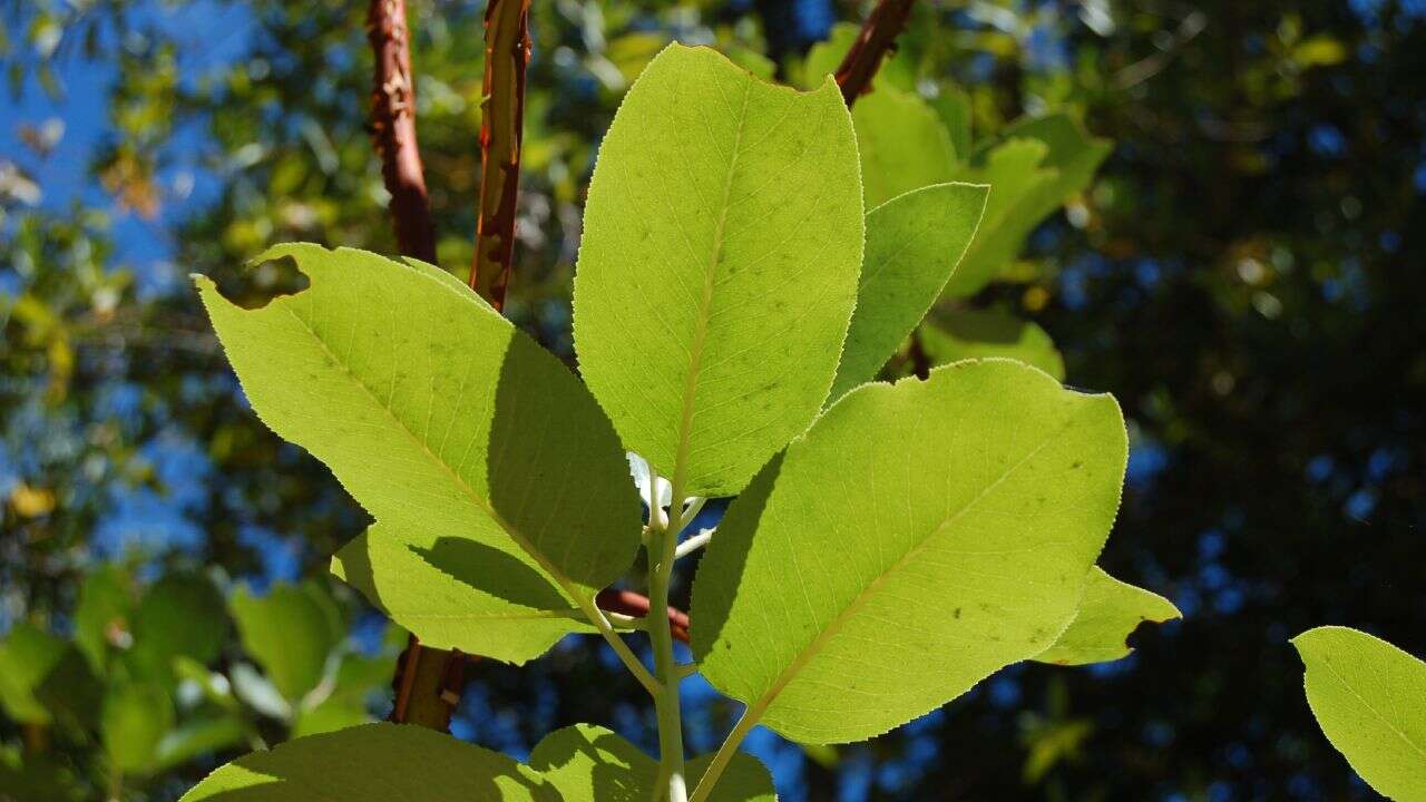 Image of madrone