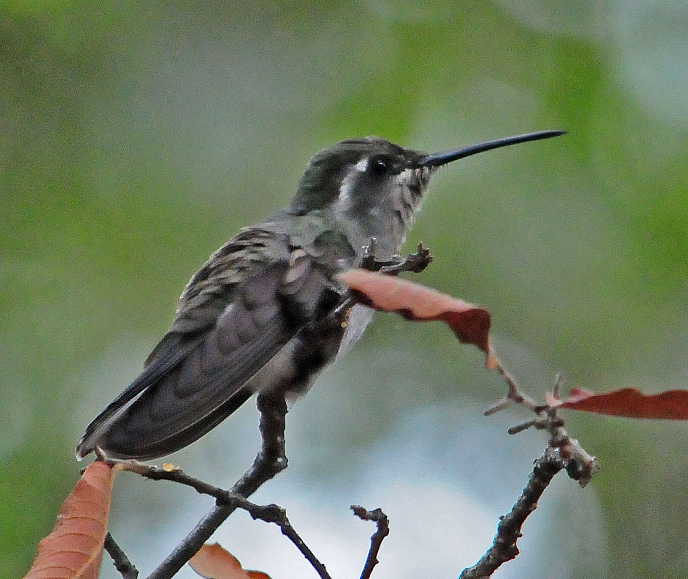 Image of Blue-throated Hummingbird