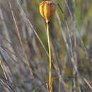 Image of Fritillaria lusitanica subsp. lusitanica