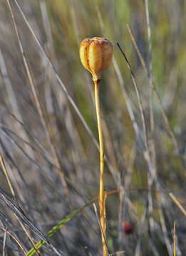 Image of Fritillaria lusitanica Wikstr.