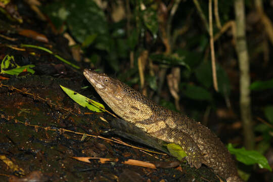 Imagem de Varanus dumerilii Schlegel 1839