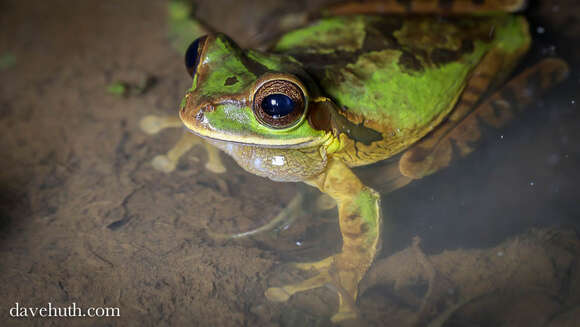 Smilisca phaeota (Cope 1862)的圖片