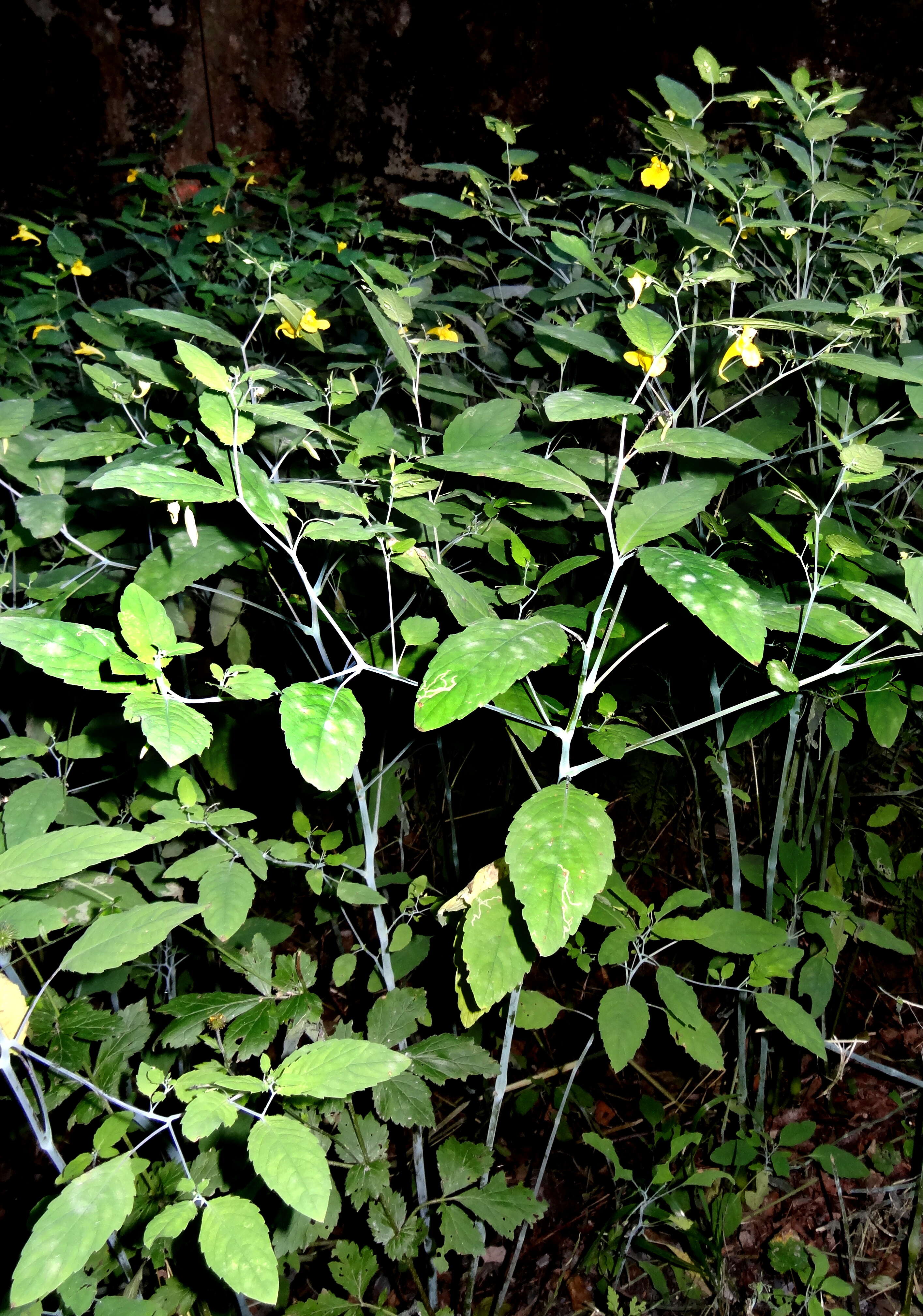 Image of Jewelweeds