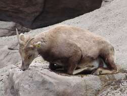 Image of Ovis canadensis canadensis Shaw 1804