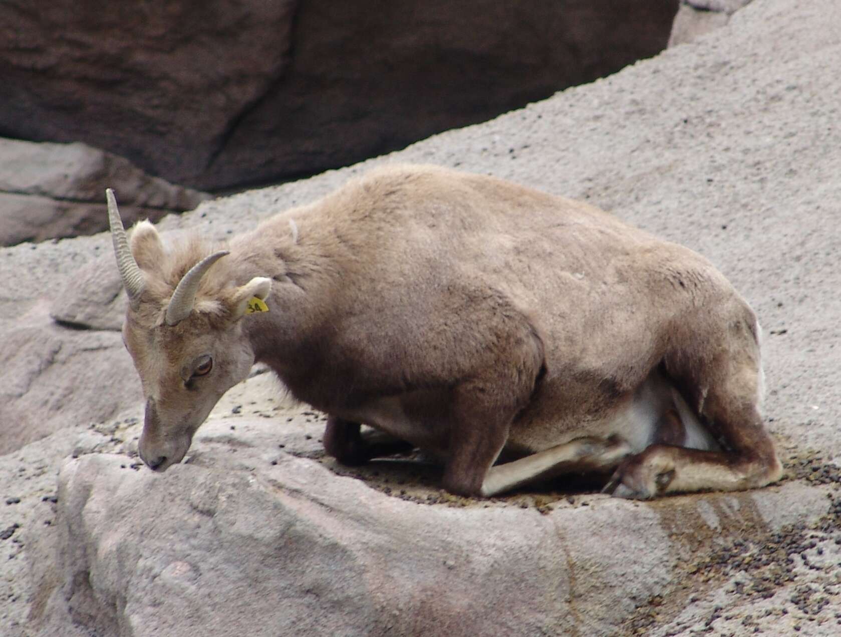 Imagem de Ovis canadensis canadensis Shaw 1804