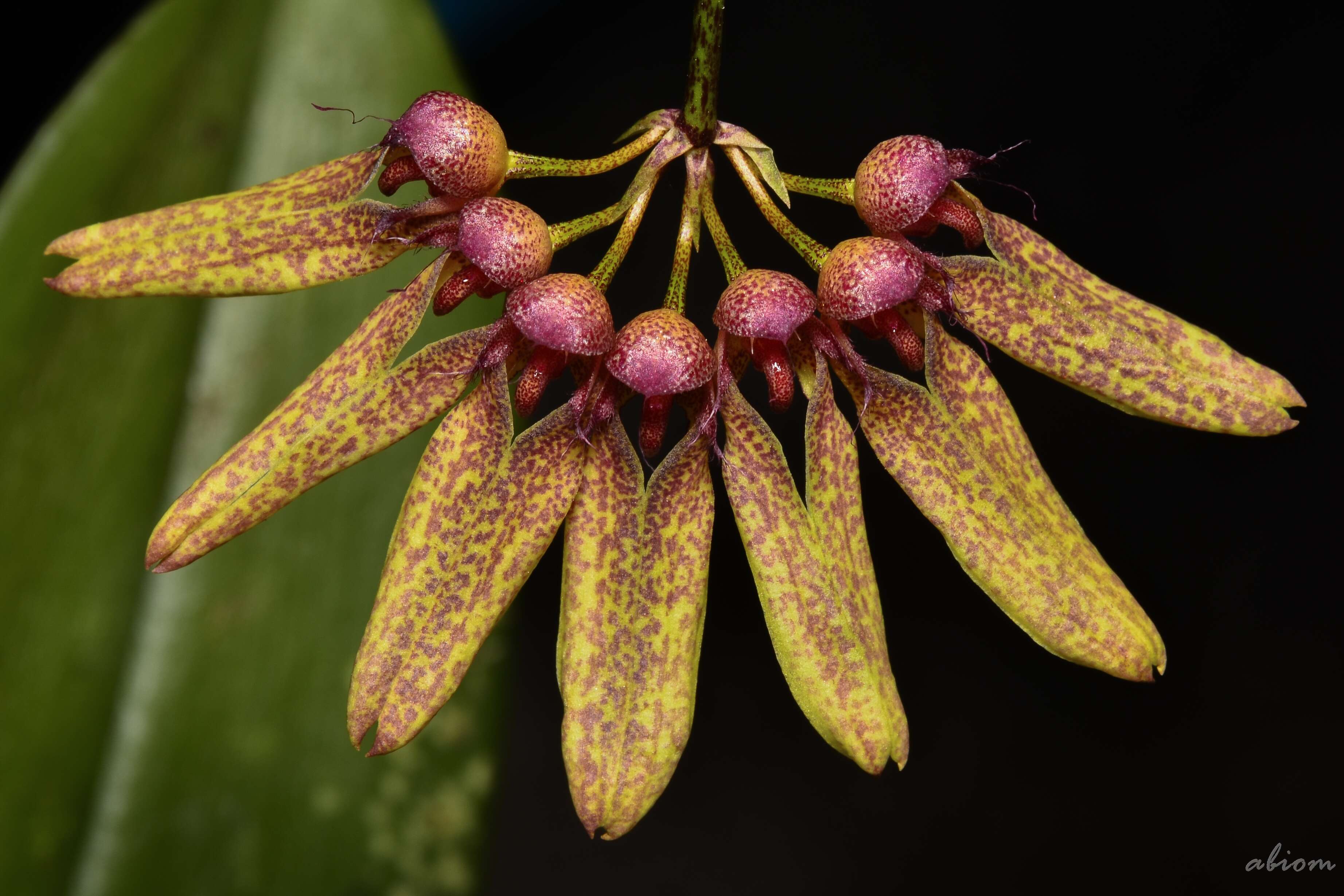 Bulbophyllum aff. corolliferum J.J.Sm., Bull. Jard. Bot. B…