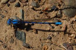 Image of California Dancer