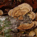 Image of Polystichus versicolor