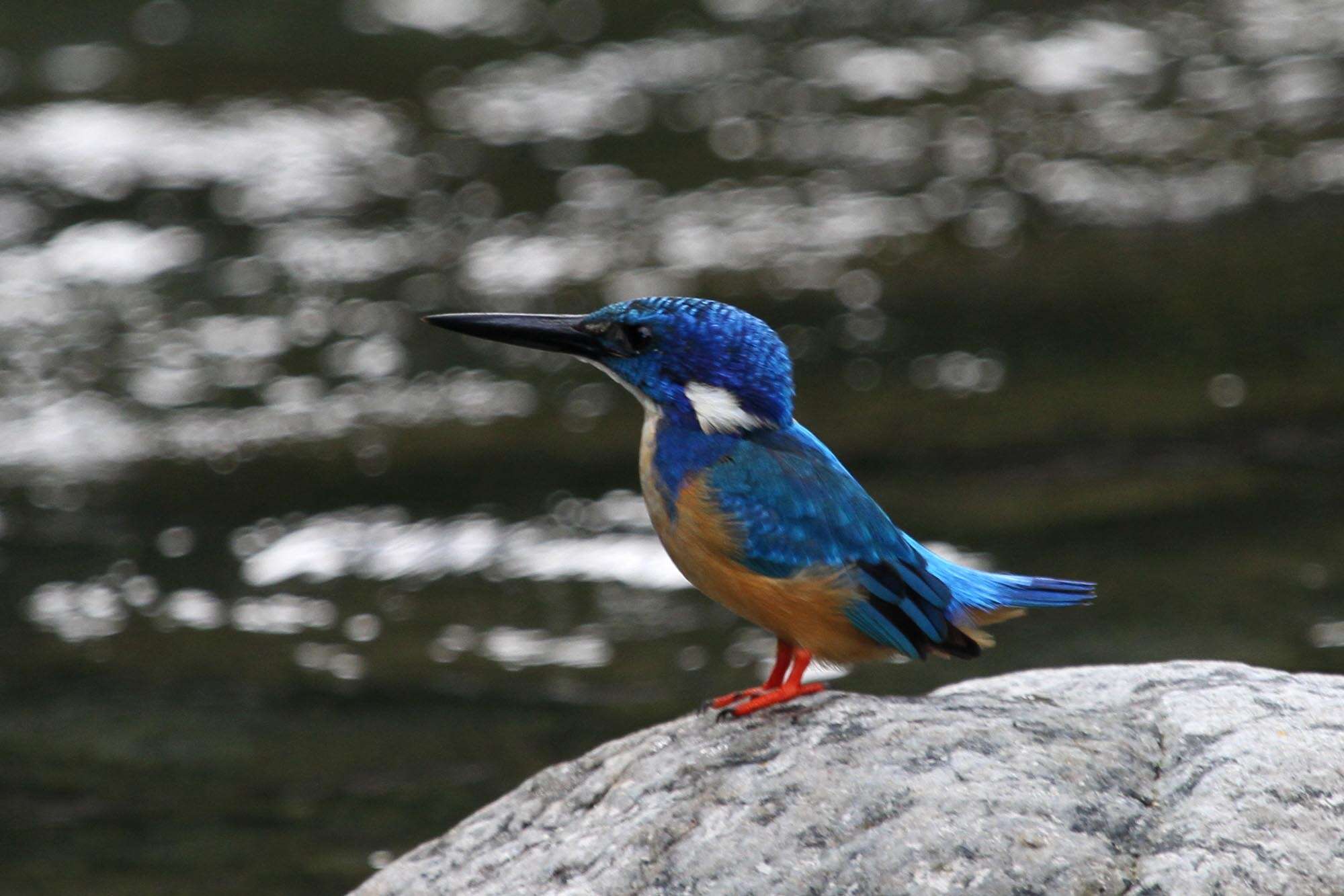 Image of Half-collared Kingfisher