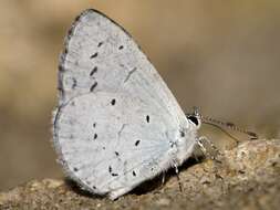 Image of holly blue