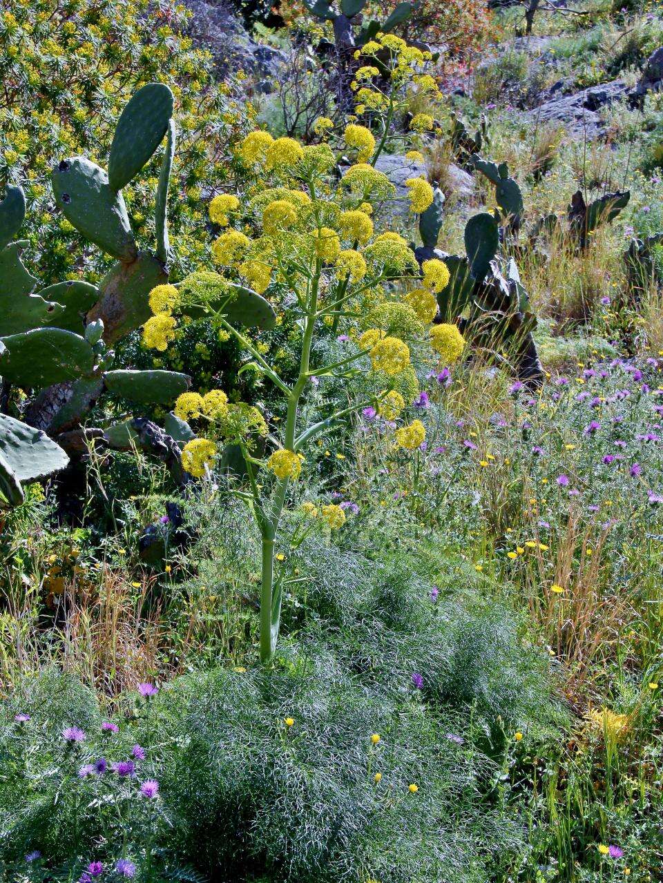 Image of Giant Fennel