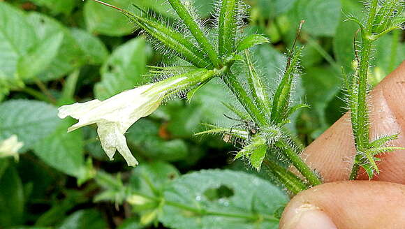 Image of Ruellia ochroleuca Mart. ex Nees