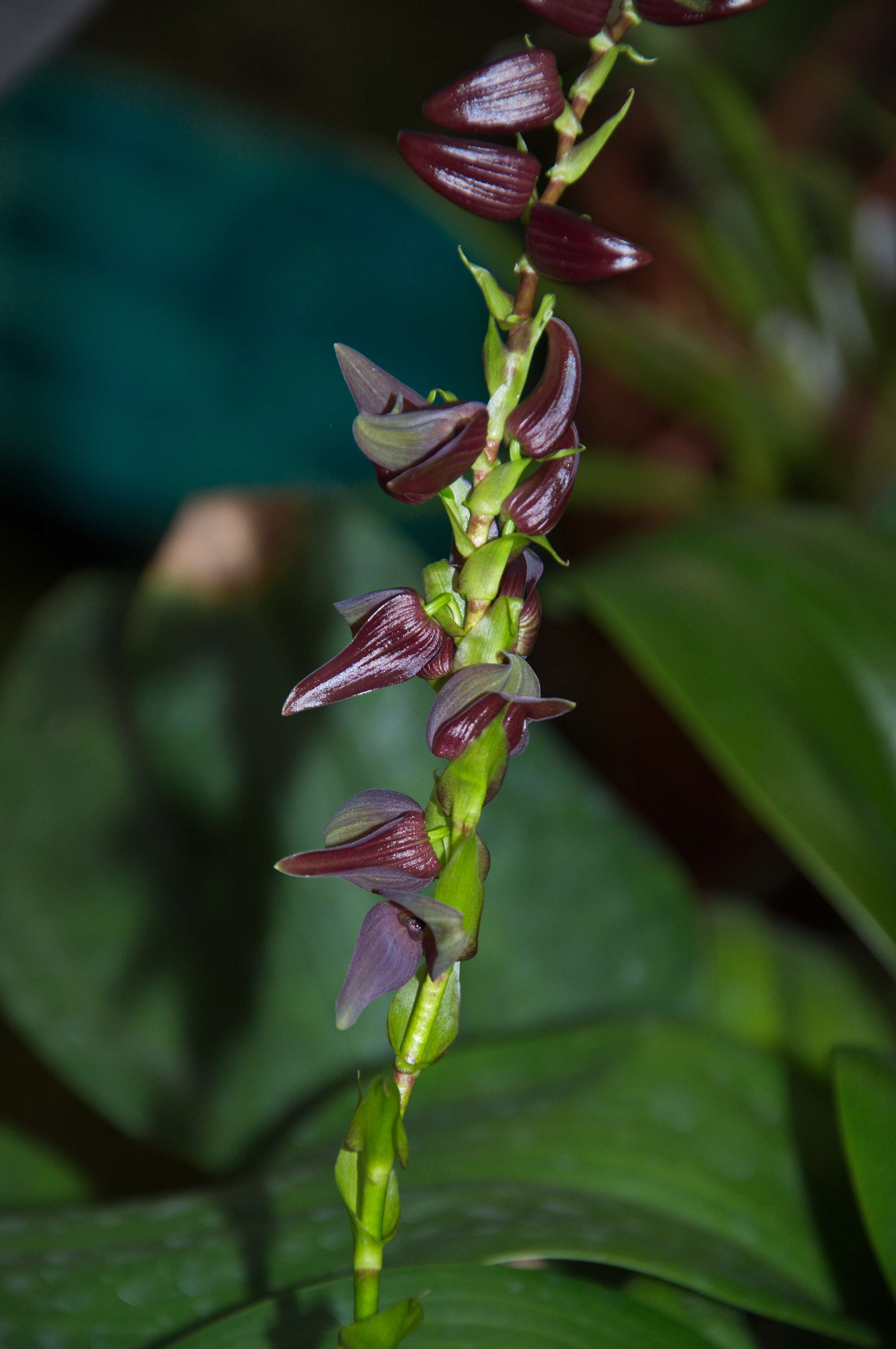 Image of Leach orchids