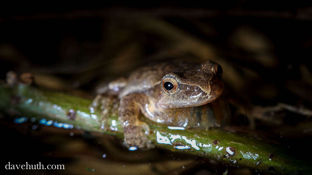 Image of Spring Peeper