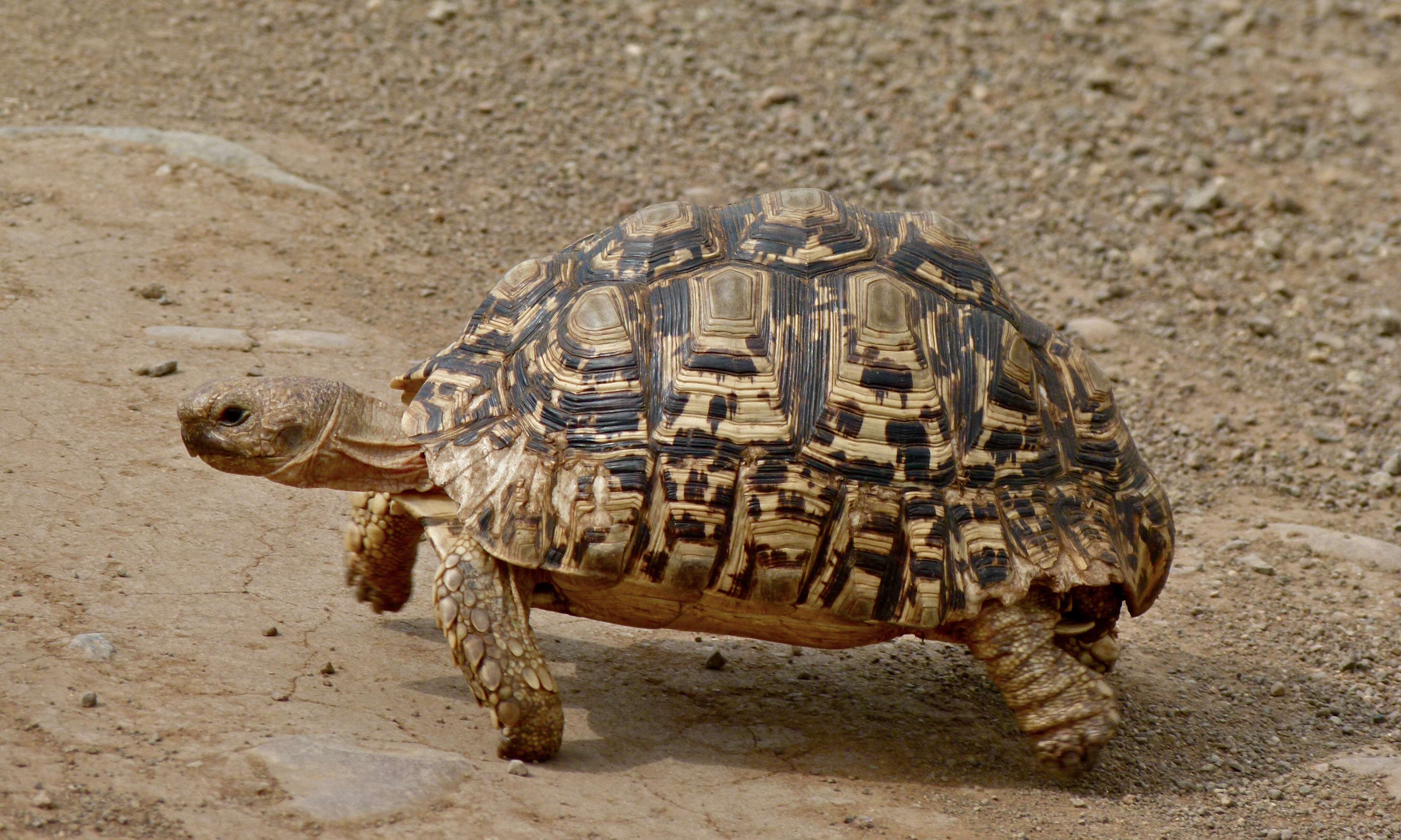 Image of Stigmochelys