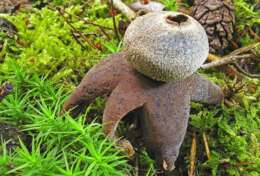 Image of False Earthstar