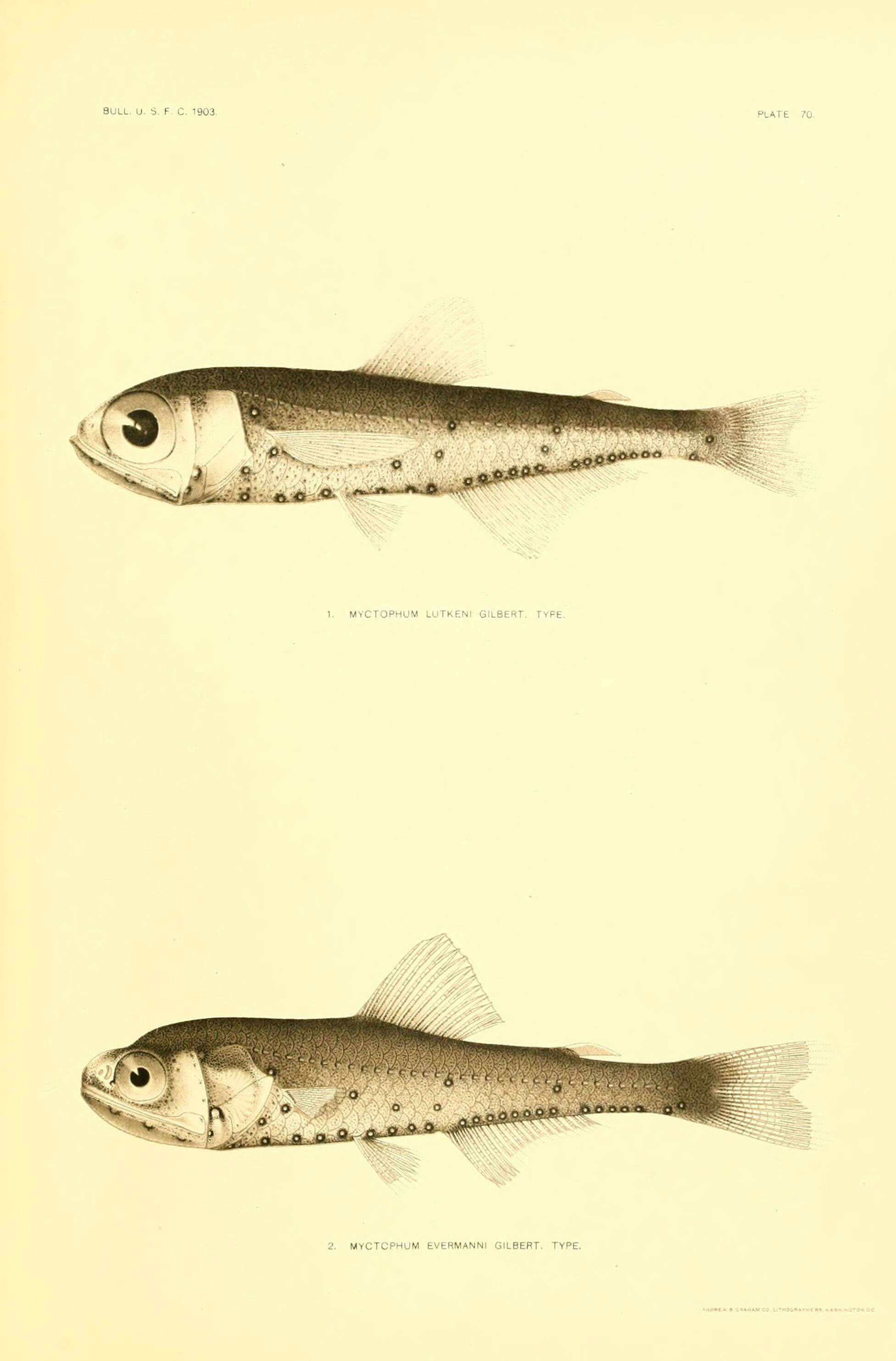 Plancia ëd Diaphus luetkeni (Brauer 1904)