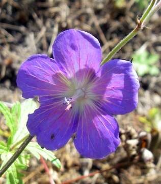 Imagem de Geranium himalayense Klotzsch ex Klotzsch & Garcke