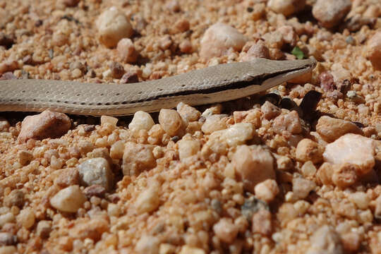 Image of Burton's Legless Lizard