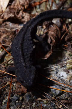 Image of Echinotriton Nussbaum & Brodie 1982