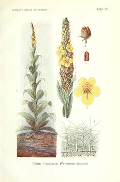 Image of Great Mullein