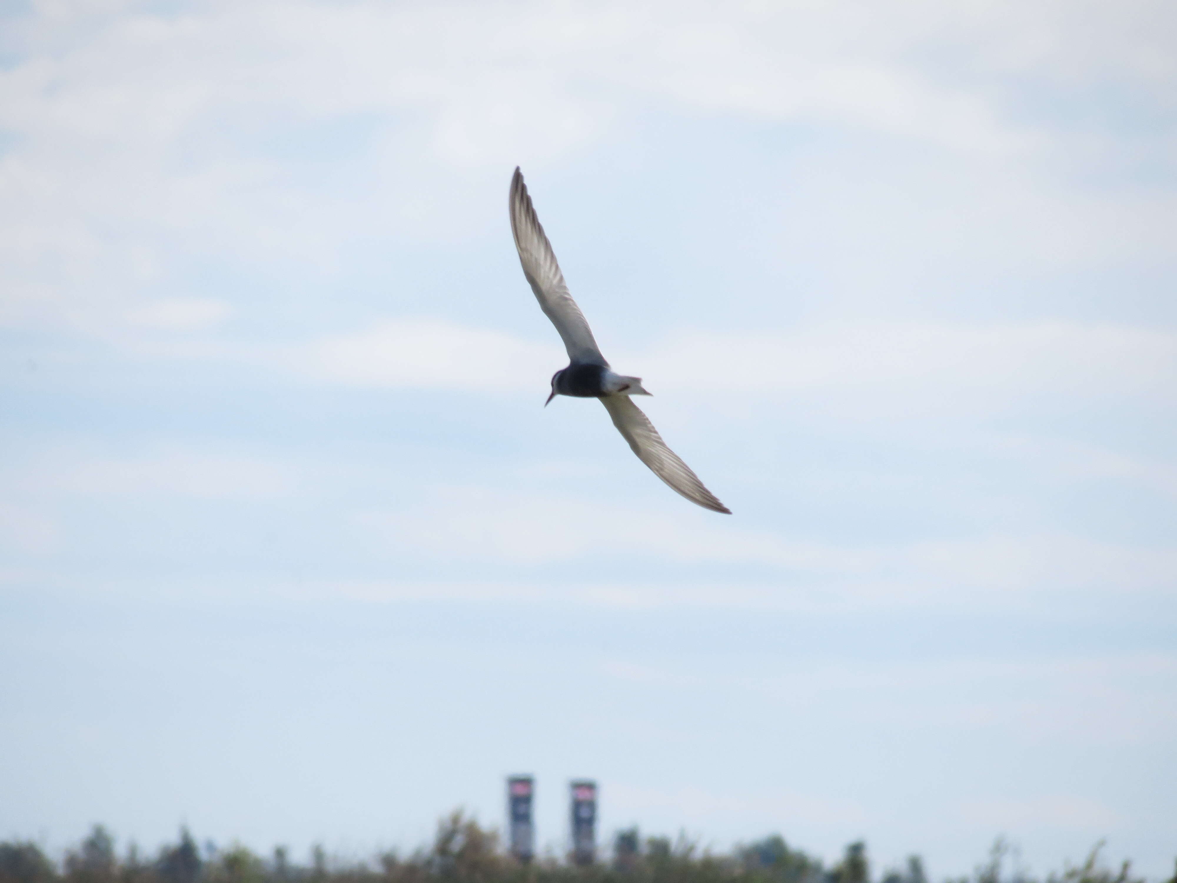 Image of Whiskered Tern