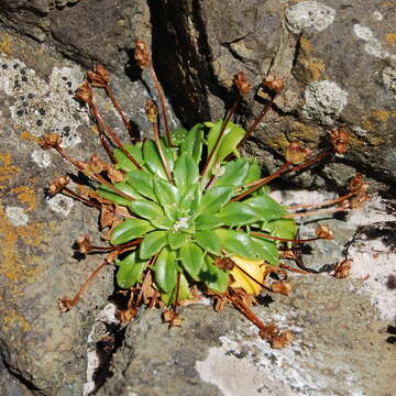 Image of Plantago triantha Spreng.