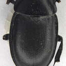 Image of Silpha (Ablattaria) laevigata Fabricius 1775