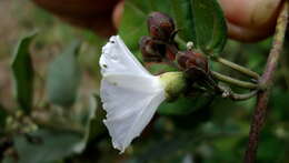 Image of Jacquemontia holosericea (Weinm.) O'Donell