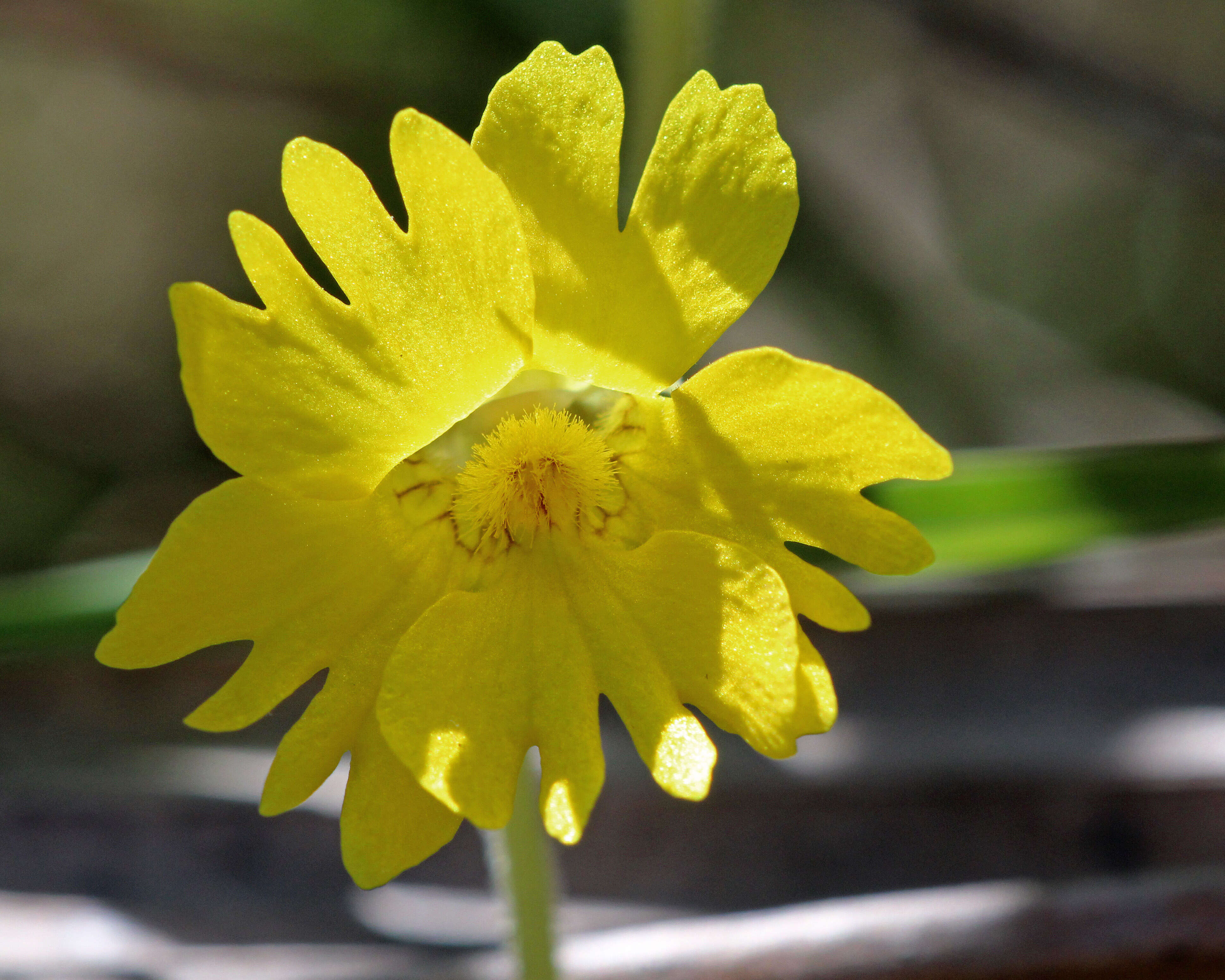 Image of yellow butterwort