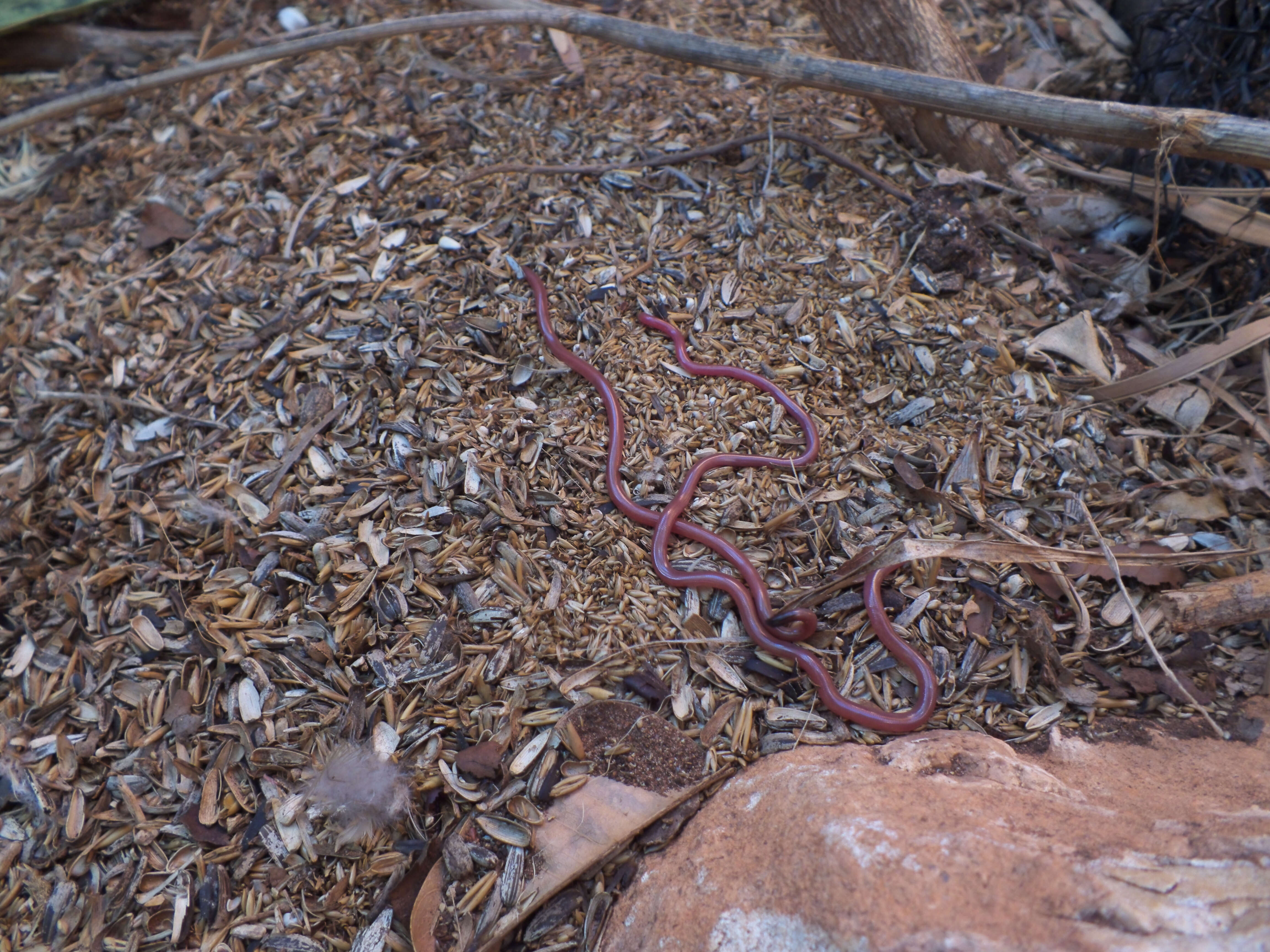 Image of Ramphotyphlops