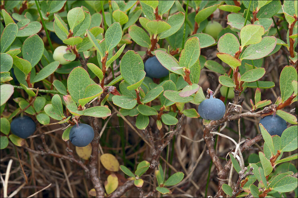 Image of Vaccinium uliginosum subsp. microphyllum Lange