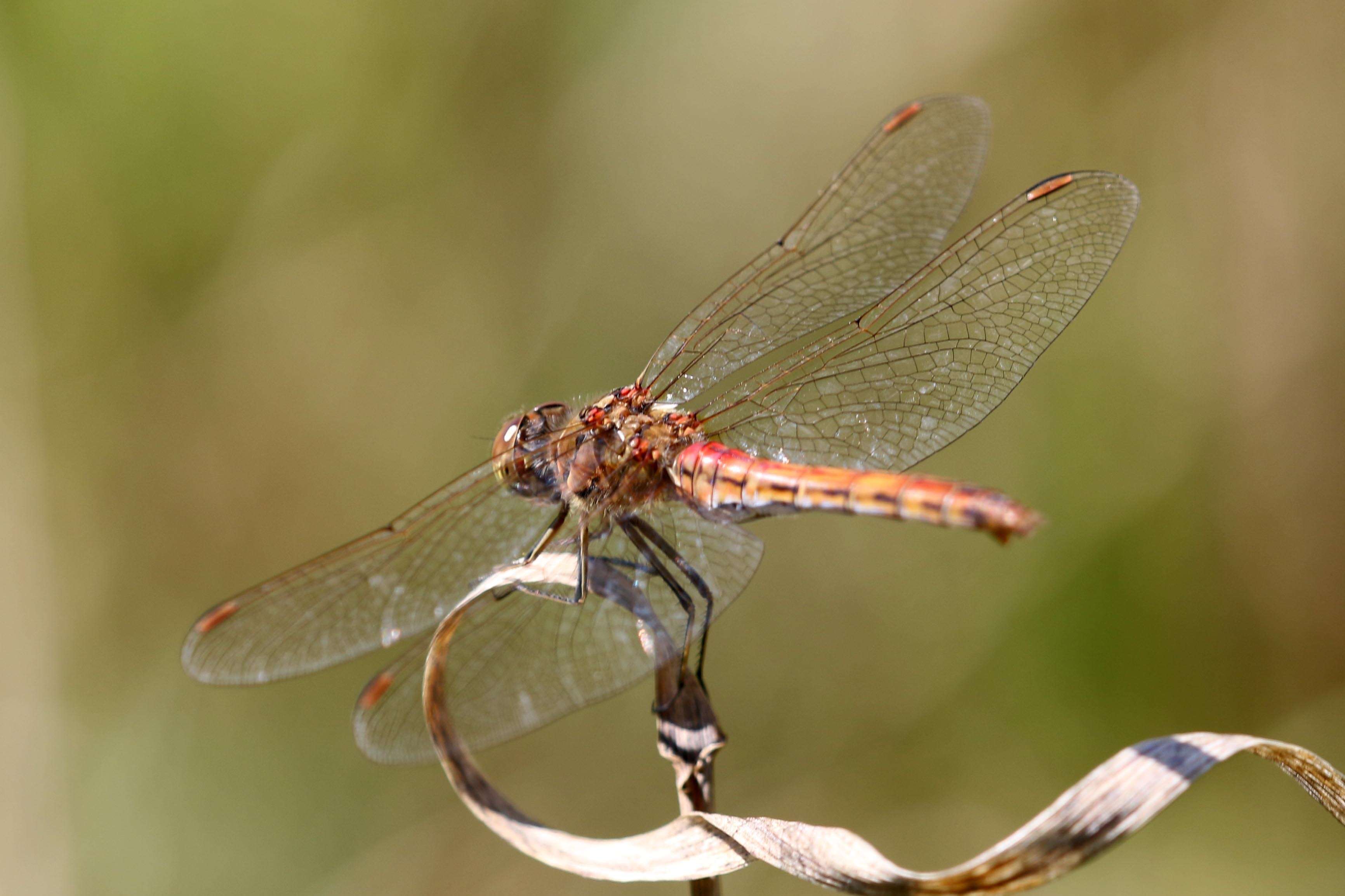 Image of Sympetrum Newman 1833