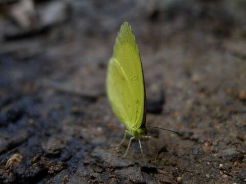 Image of Eurema blanda (Boisduval 1836)