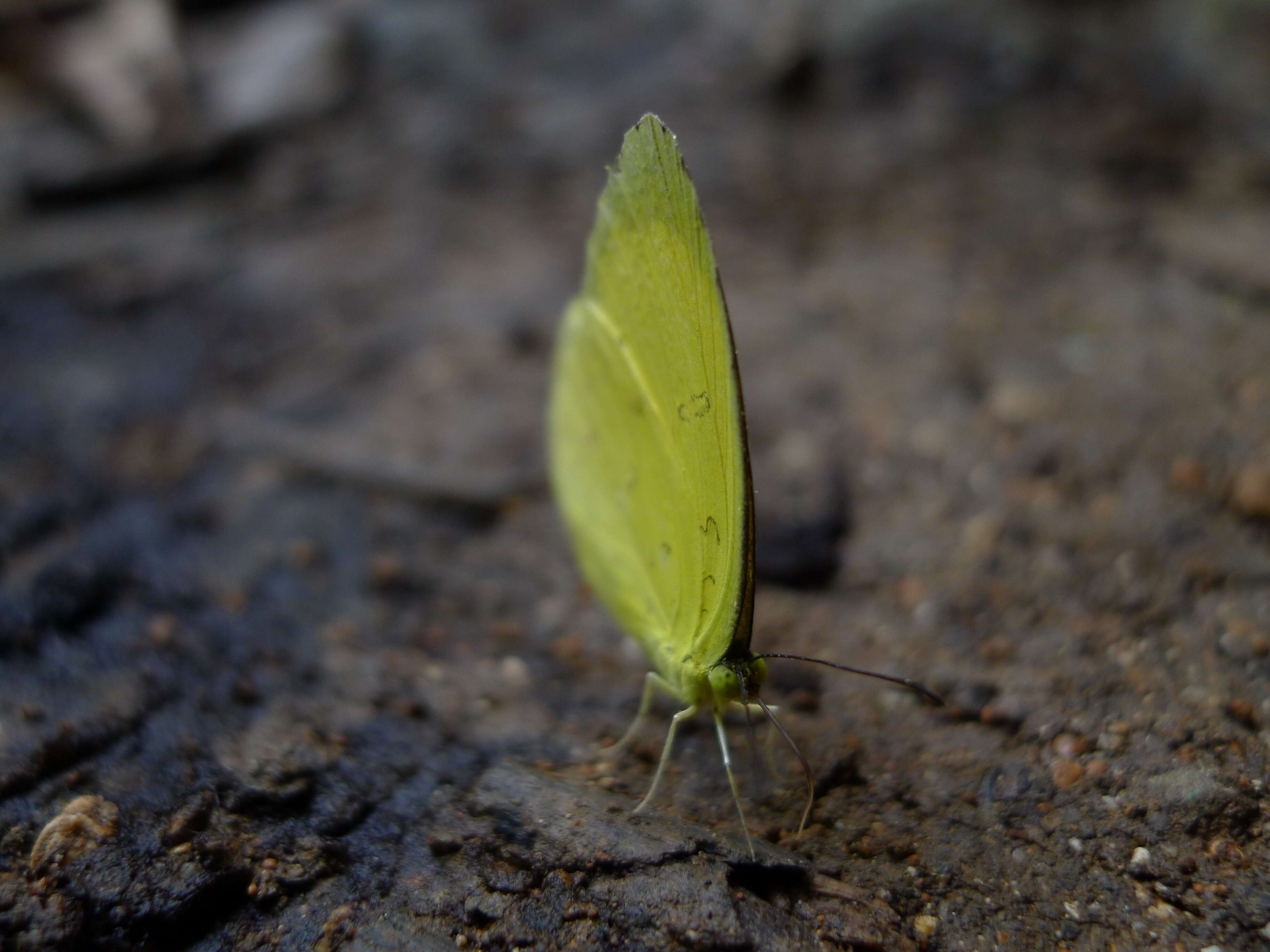 Image de Eurema blanda (Boisduval 1836)