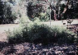 Image of Grevillea anethifolia R. Br.