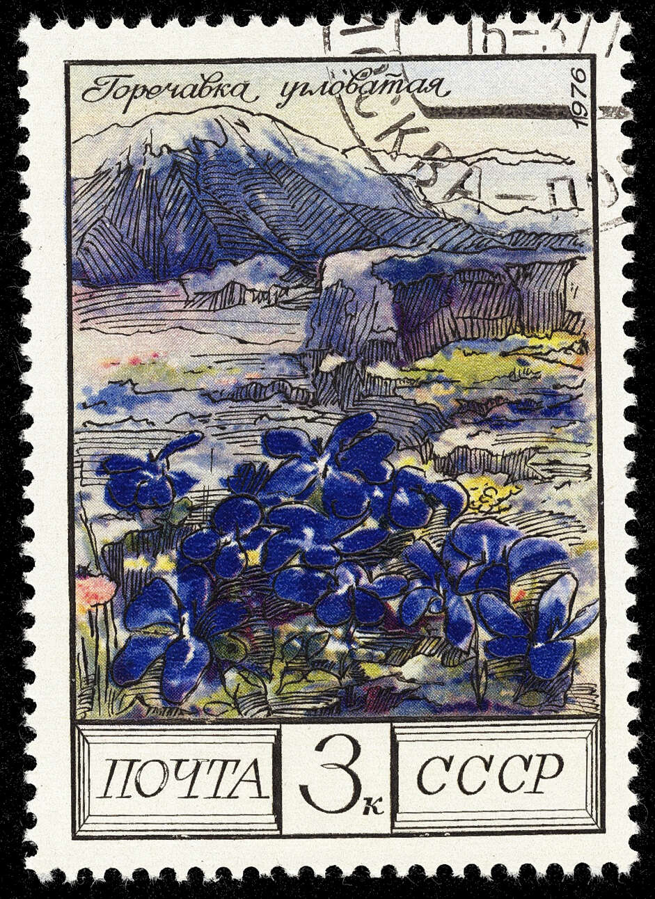 Image of Gentiana verna subsp. pontica (Soltok.) Hayek