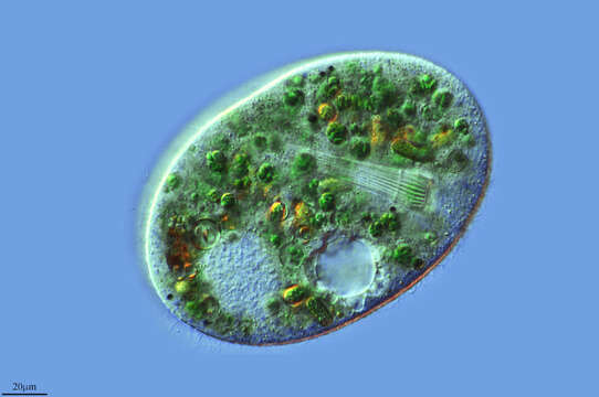 Image of Nassophorea